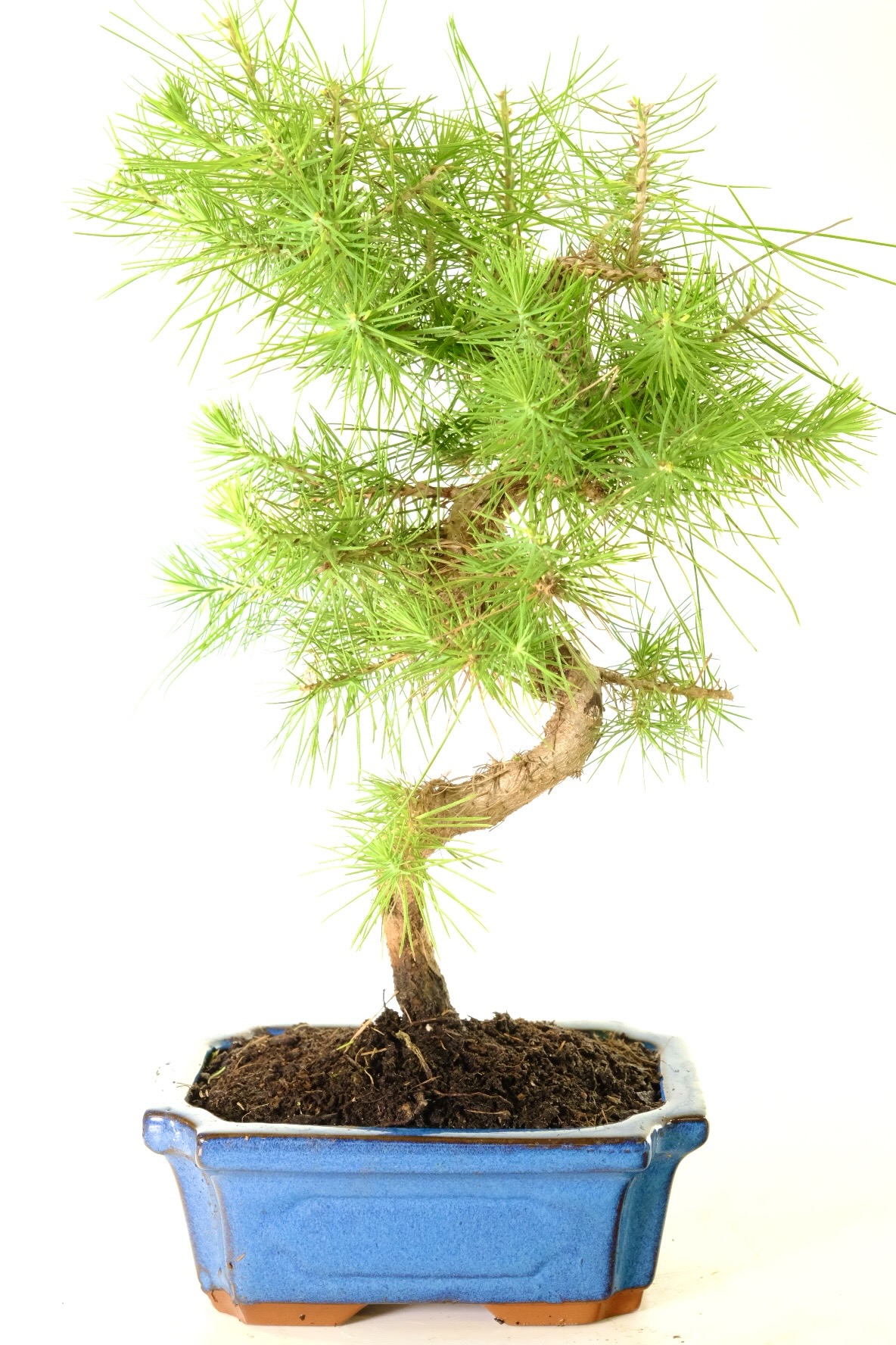 Tall and Majestic Outdoor Evergreen Bonsai