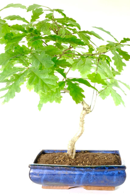 Large outdoor deciduous Oak bonsai tree for sale UK