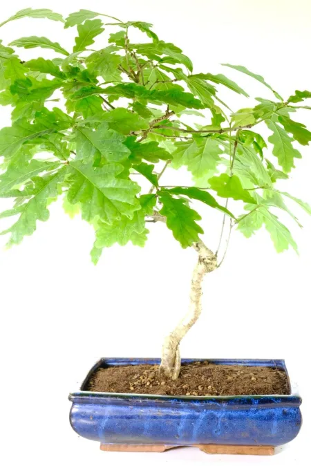 Large outdoor deciduous Oak bonsai tree for sale UK