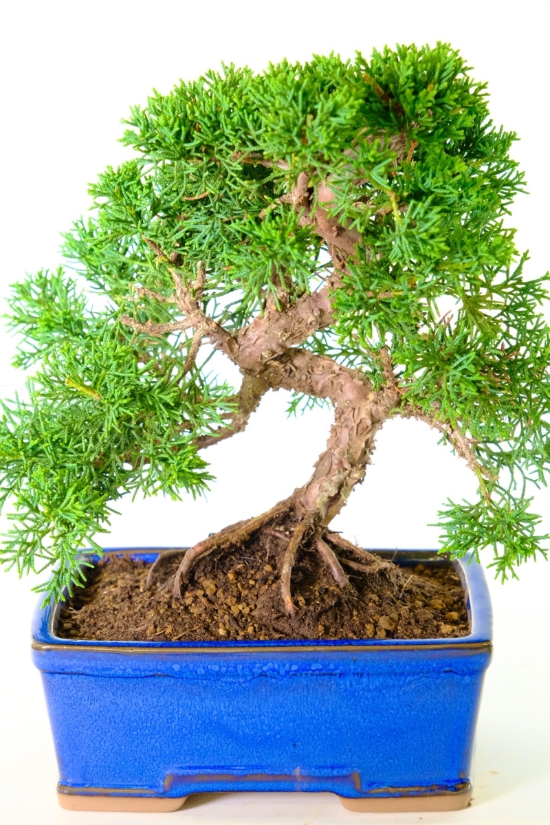 Hardy Dwarf Evergreen Chinese Juniper Bonsai | Sensational Styling