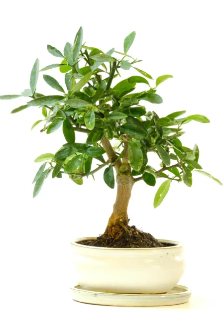 Strong Dwarf Orange blossom bonsai tree for sale