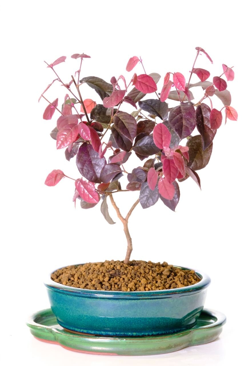 Purple Leaved Bonsai Tree