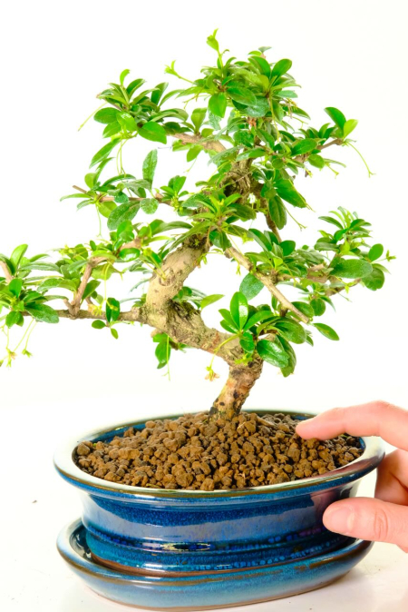 Beautifully Artistic Flowering Indoor Fukien Tea Tree Bonsai