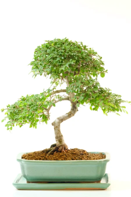 Strong, Powerful, Twisty & Commanding Chinese Elm Bonsai for Sale | 19 years