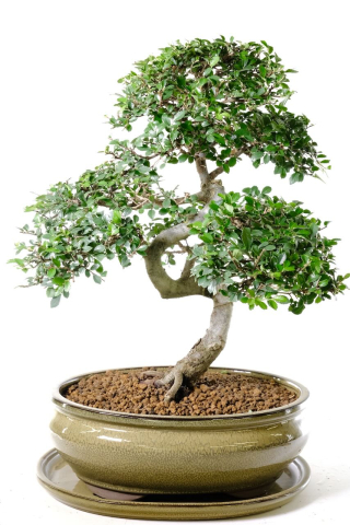 Spectacular Chinese Elm Bonsai Specimen - A Truly Sensational Beginners Tree