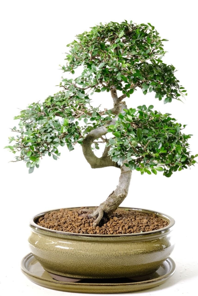 Spectacular Chinese Elm Bonsai Specimen - A Truly Sensational Beginners Tree