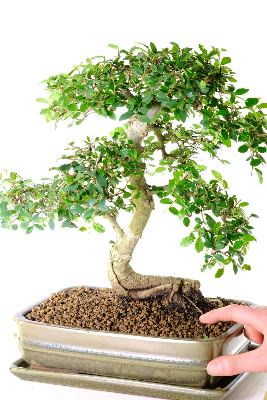 Free fast delivery available on the date of your choice