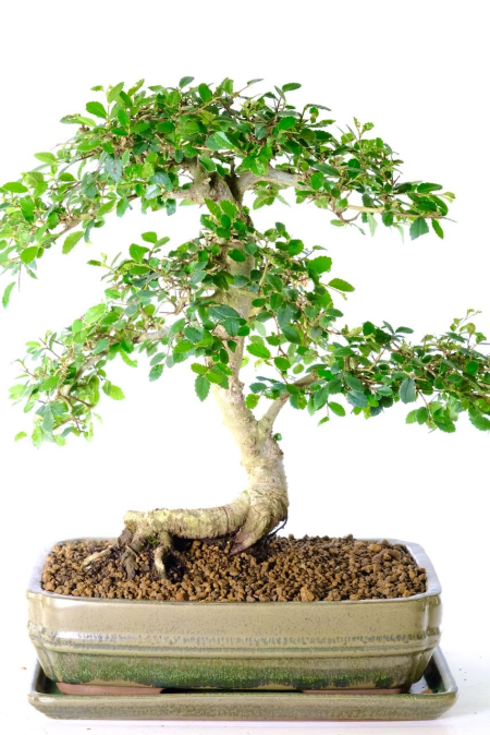 Cool Character Chinese Elm Bonsai Tree - Beautiful Shaping & Styling with Excellent Raised Roots