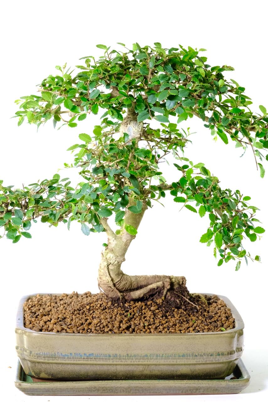 Large, Impressive Commanding Chinese Elm Bonsai Tree | 18 years old with highly refined structure