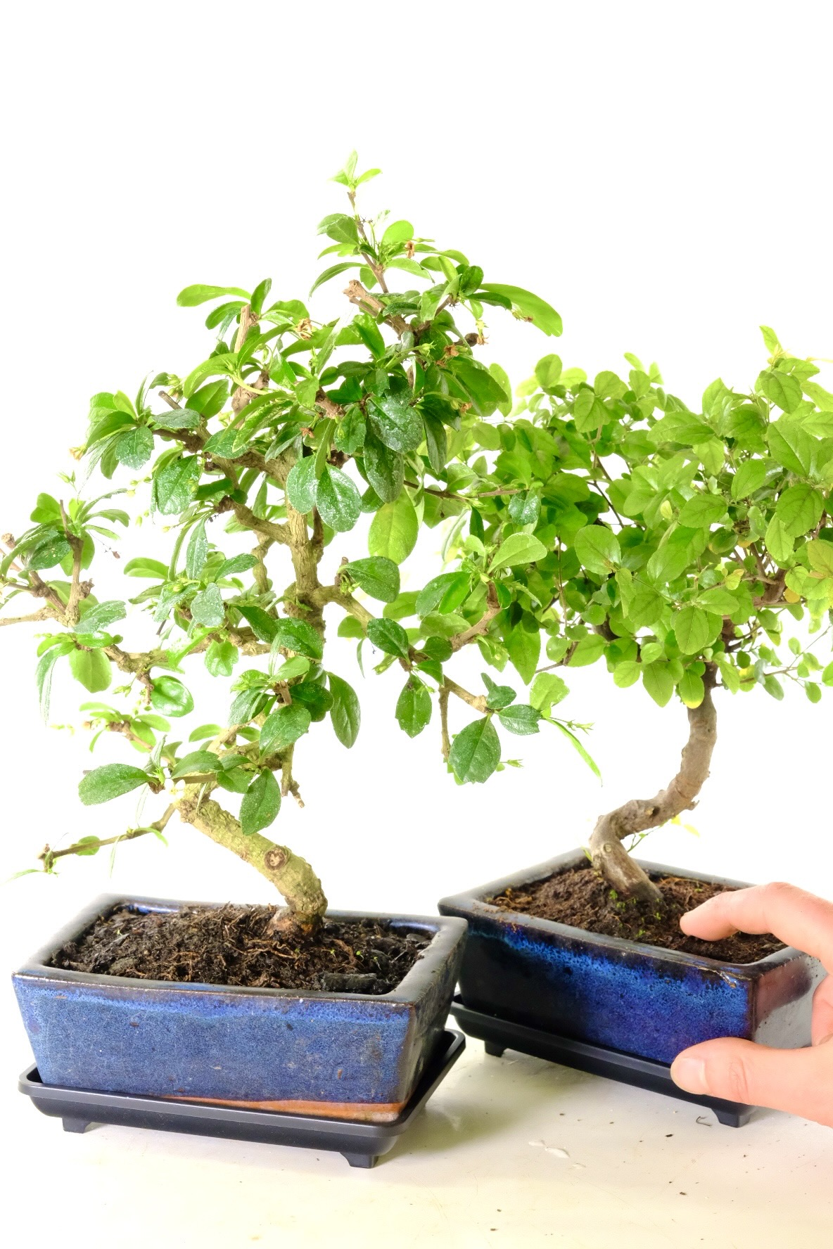 Seconds bonsai tree bargain pair