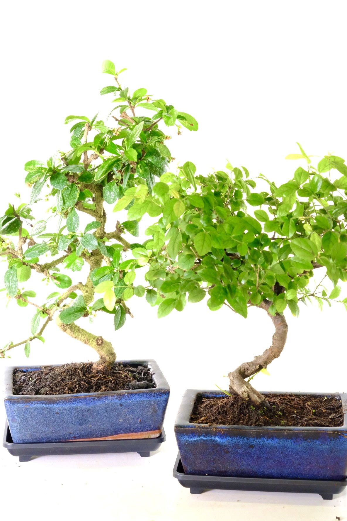 The Perfect Pair – Carmona & Sageretia Bonsai Set