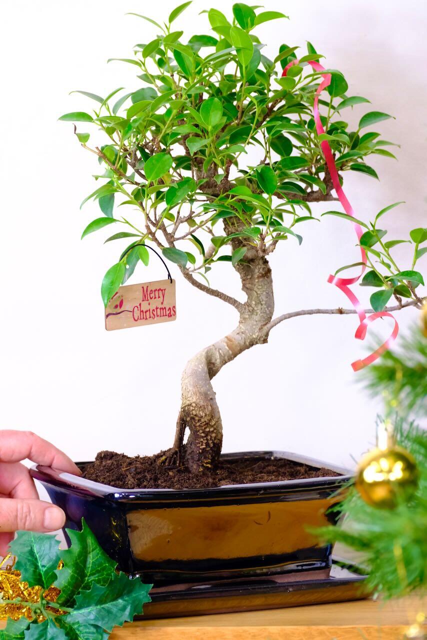 Advent Offer: Charming Beginner’s Ficus Bonsai with Glossy Green Canopy