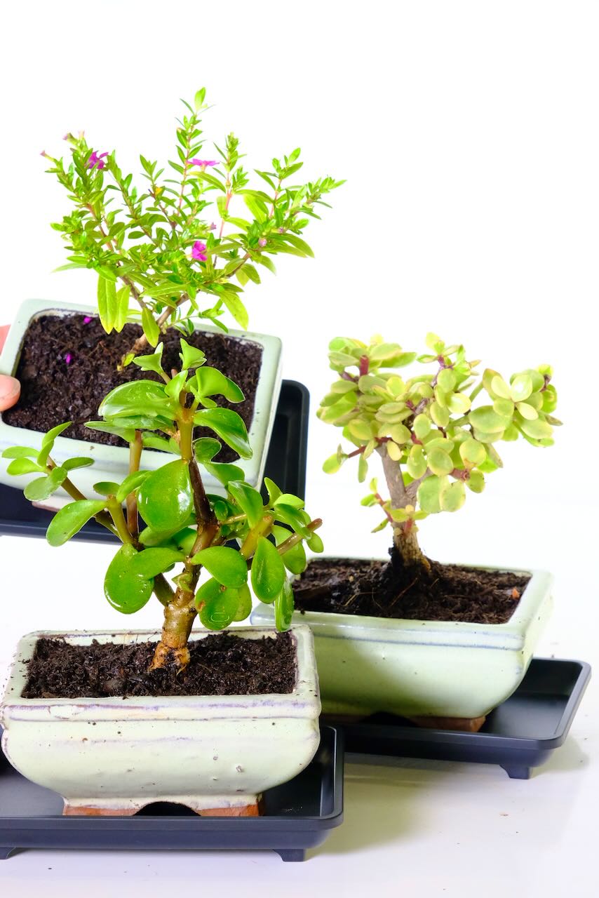 Great Value Trio - 3 Easy Care Starter Bonsai Trees for Indoors