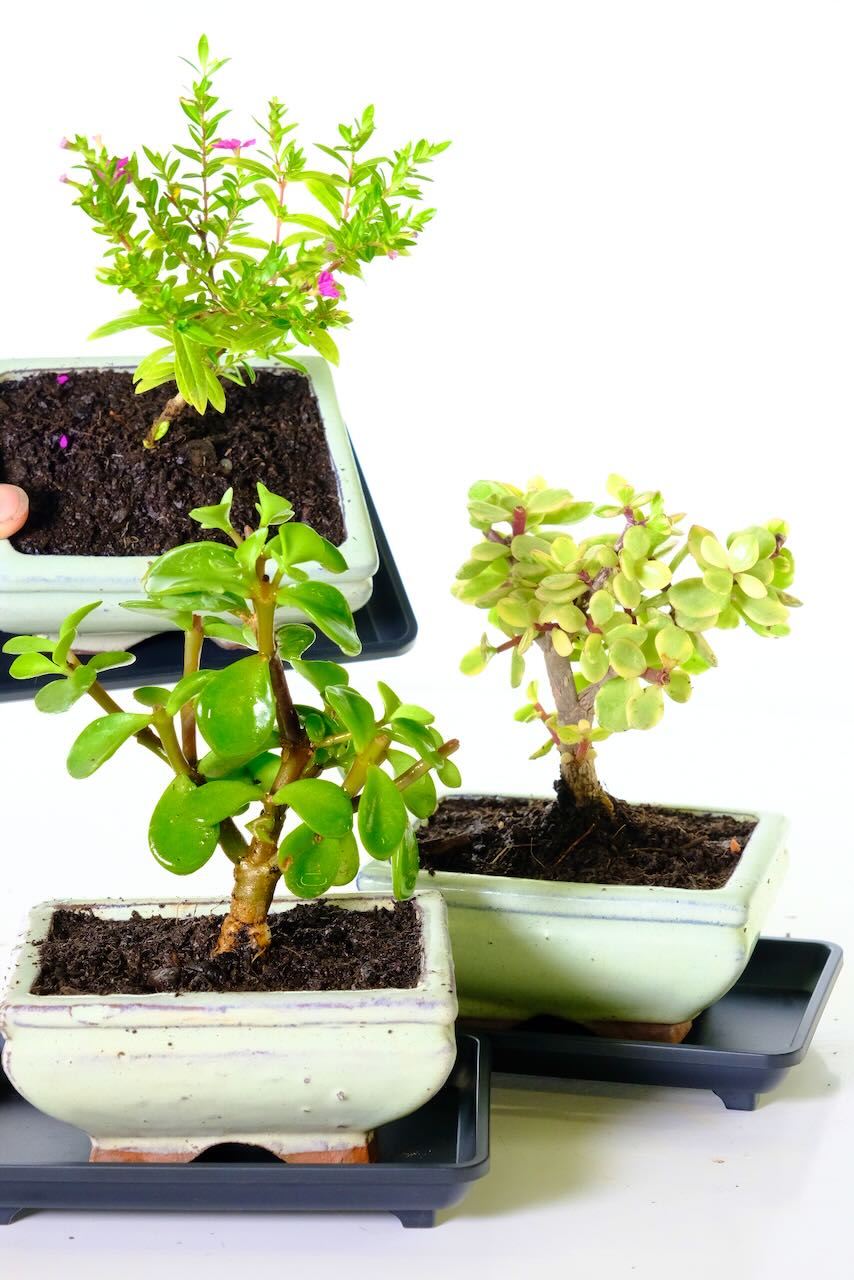 Beginner Bonsai Trio Pack – Money Plant/Jade, Variegated Money Plant/Jade & Cuphea