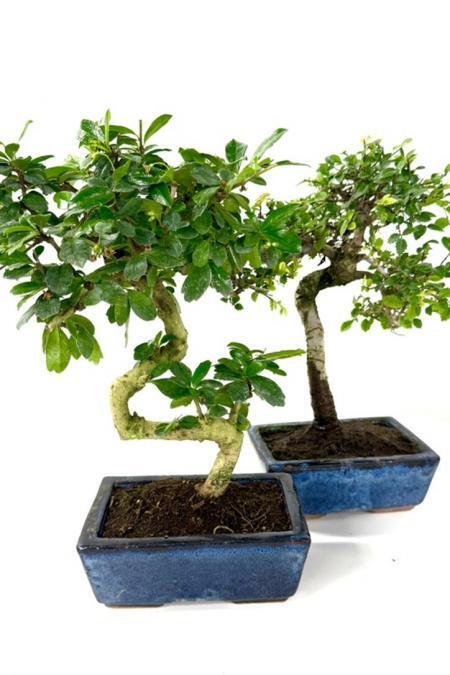 Twin Pack - 2 "Imperfectly Perfect" 8 year old bonsai