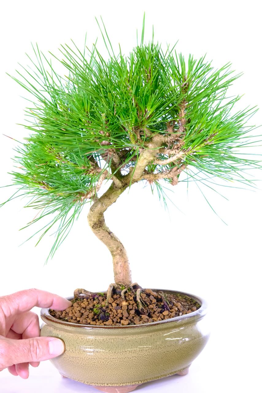 Japanese Black Pine Bonsai ~ 13 years old (Pinus thunbergii)