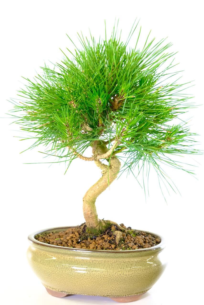 Hardy evergreen Japanese Black Pine bonsai tree for sale