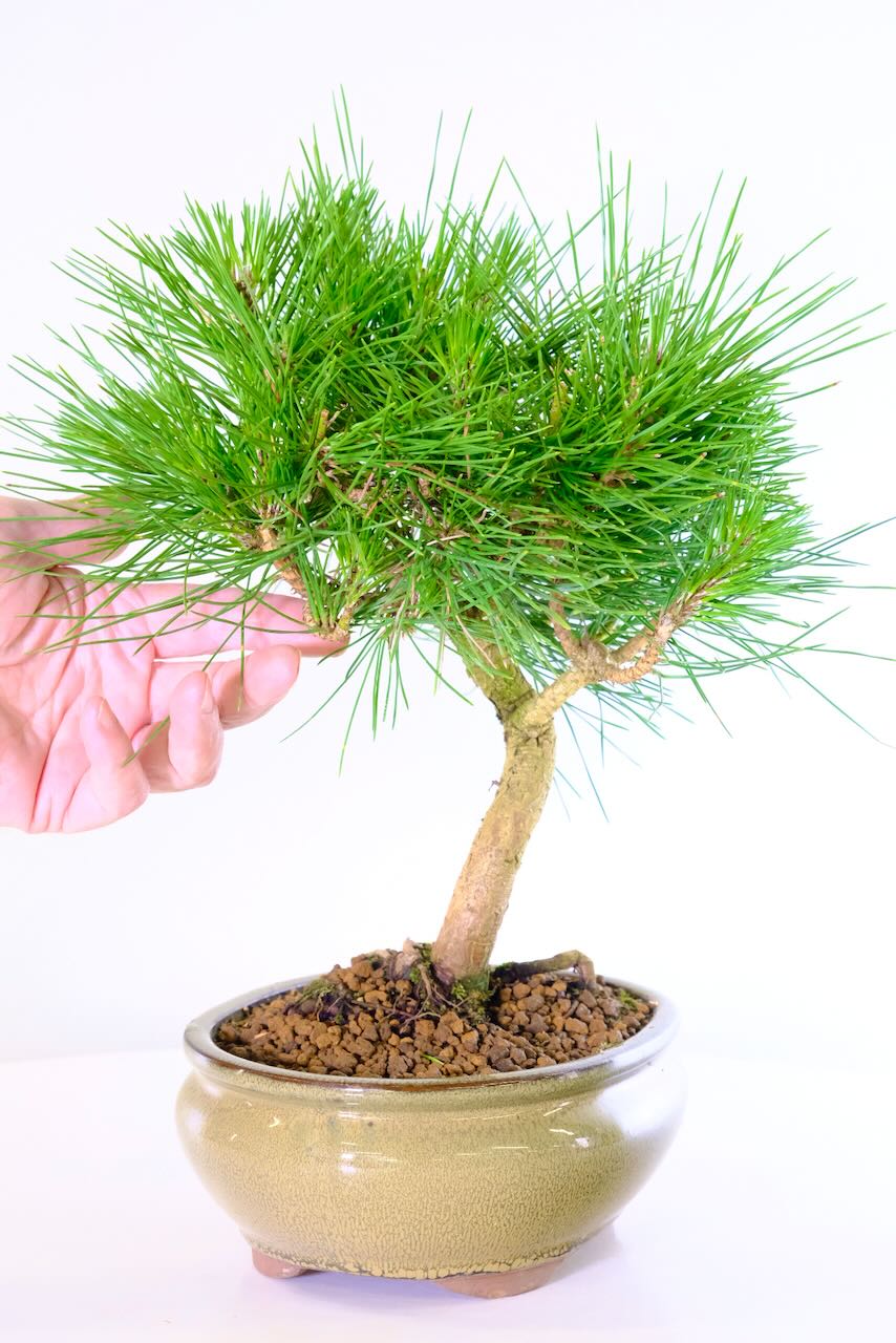 Year round evergreen pine bonsai needles