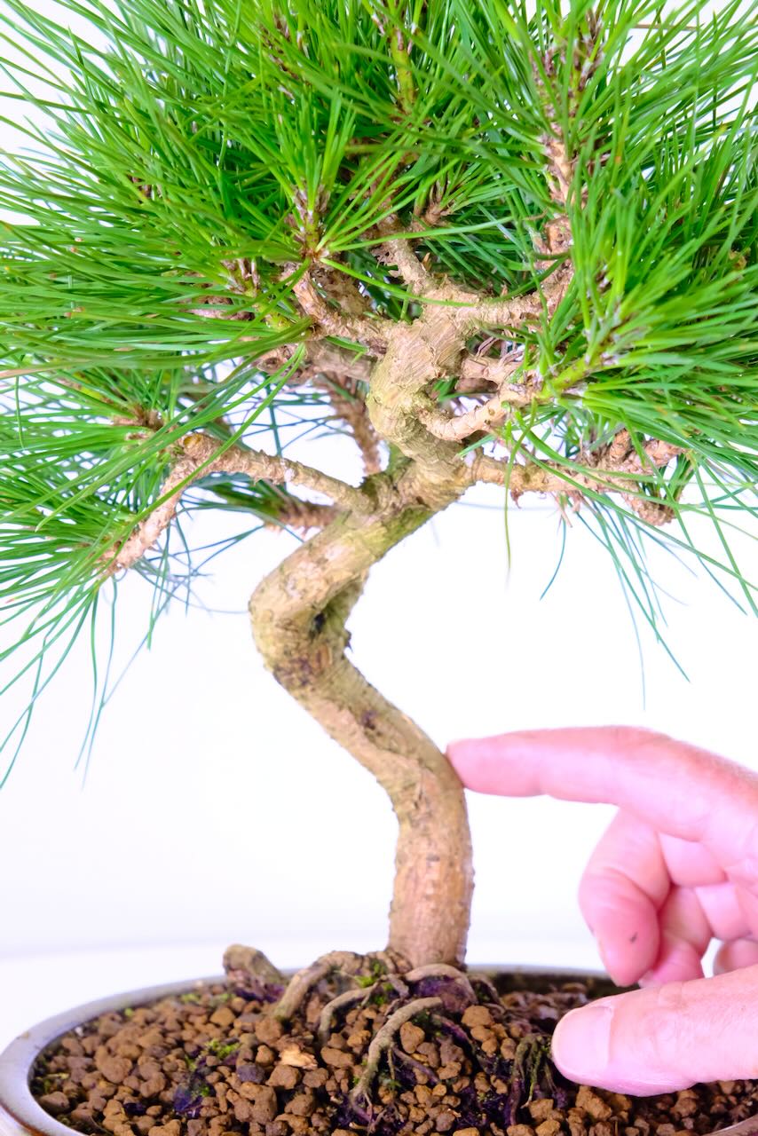 Smooth twisting trunk of this Japanese black pine bonsai tree