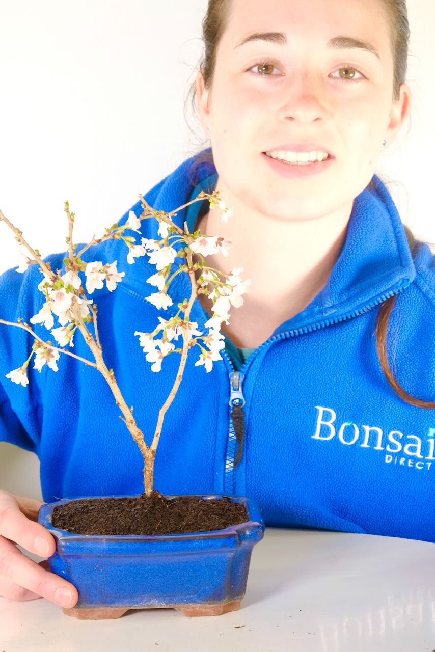 Gorgeous spring flowers with seasonal variation throughout the year!