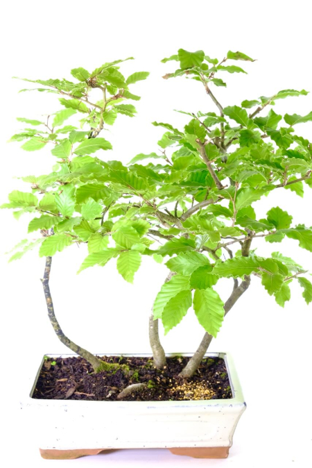 Beech Bonsai Forest - A Beautiful Copse Starter Bonsai