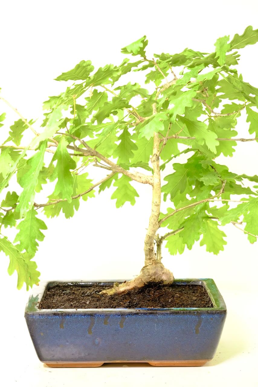 Unique Trunk Split & Bold Root Flare for Added Character. The informal upright trunk splits at the base, paired with visible roots for a grounded, aged look full of strength and personality.