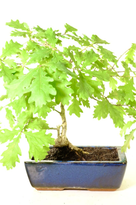 Majestic 12-Year-Old English Oak Bonsai – Natural Strength, Refined Beauty. With a strong trunk, lobed foliage, and commanding presence, this bonsai captures the enduring spirit of the mighty Oak in miniature form.
