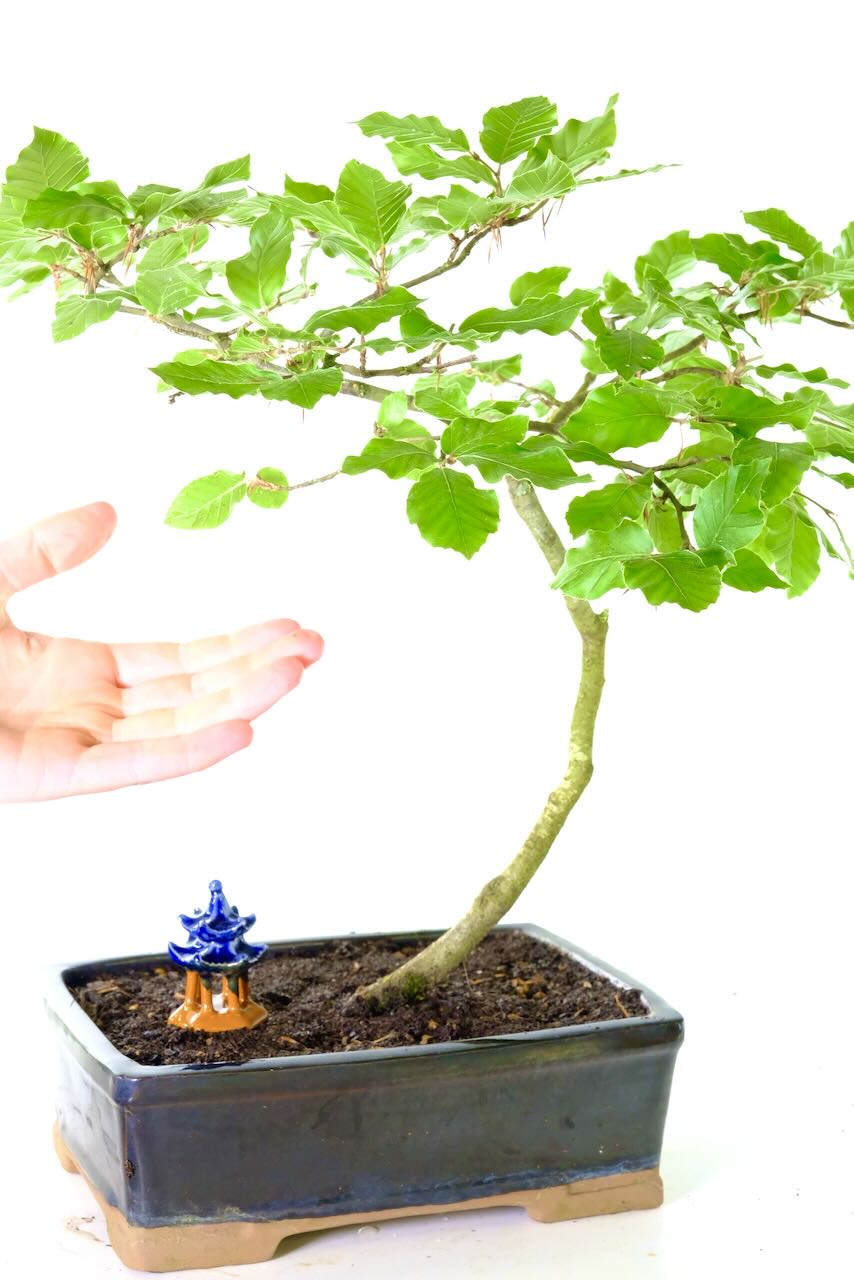 Potted in a Glossy Black Ceramic Pot with Miniature Temple Accent