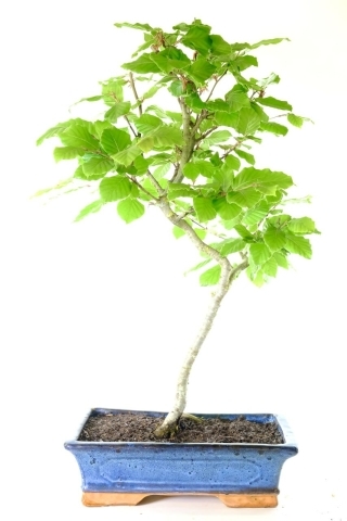 Beech Bonsai Tree | Very Hardy Outdoor Bonsai with Easy Care