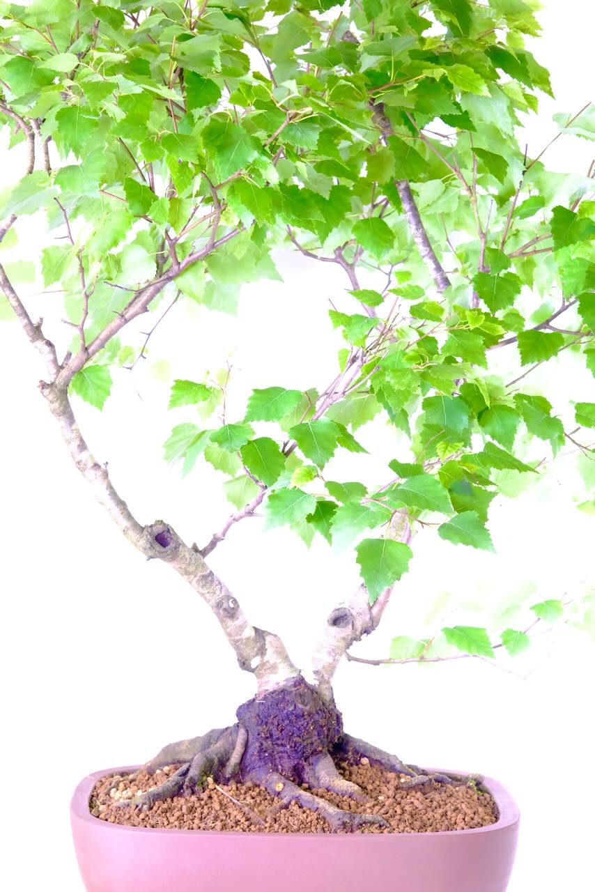 Potted into a matte unglazed Bonsai pot