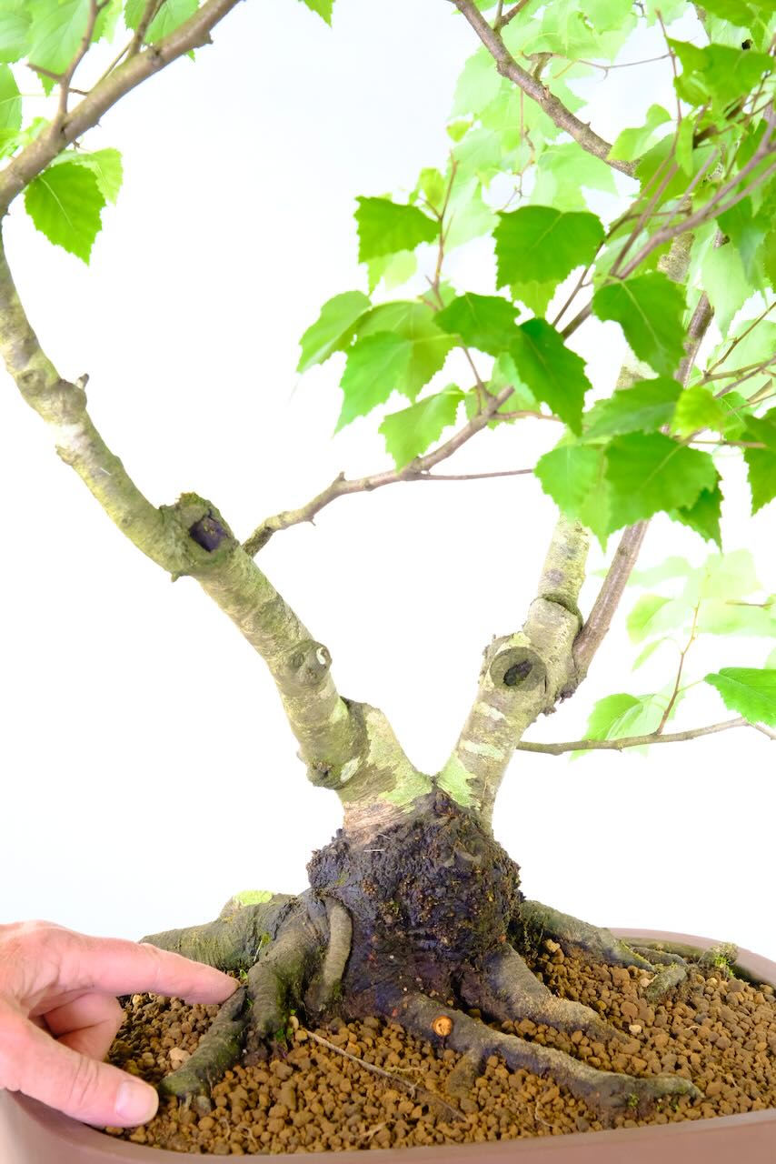 Incredible root exposure on this Betula bonsai