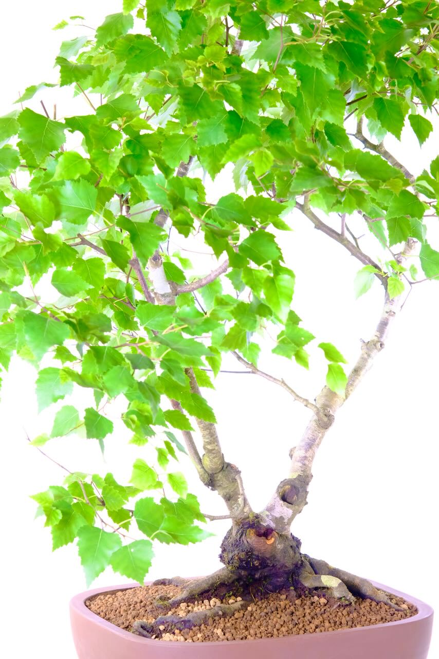 Close up of the trunk of this silver birch bonsai tree