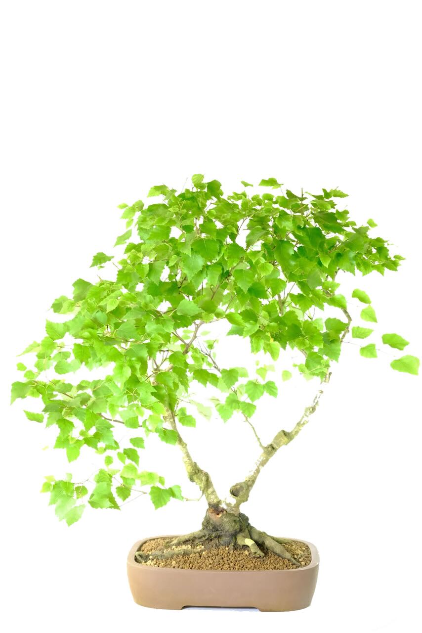 A Majestic 30-Year-Old Silver Birch Bonsai Specimen