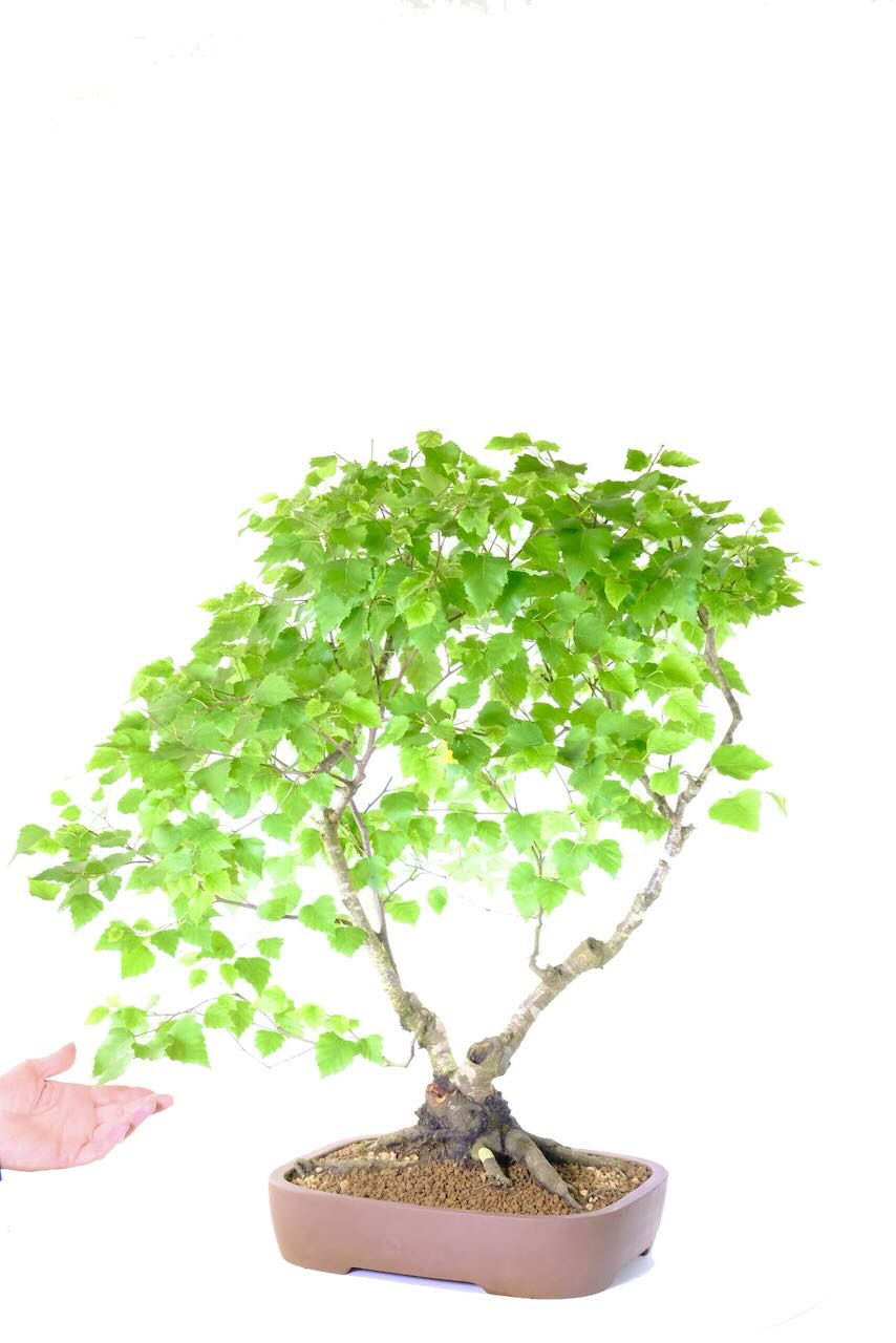 Awe-Inspiring 30-Year-Old Silver Birch Bonsai – Betula pendula