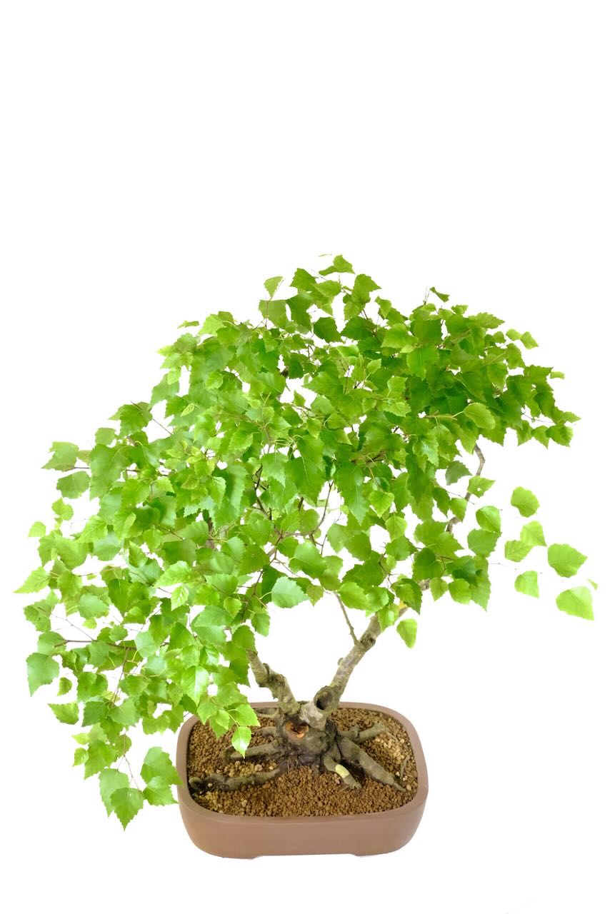 A view from above of this Silver Birch Bonsai - 30 years old