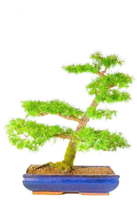 Larch bonsai tree with powerful structure | Awesome