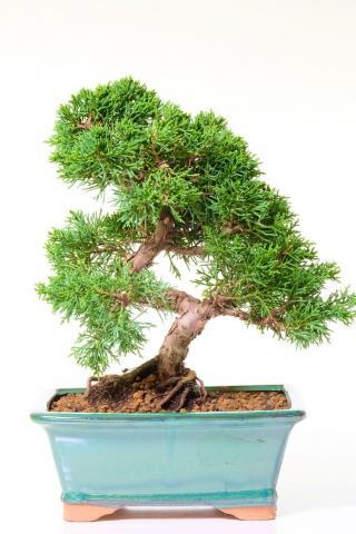 Chinese Juniper Graceful Evergreen Bonsai Classic - Beautifully Architectural Designed