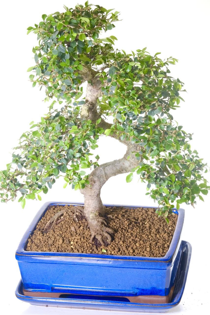 Mature bonsai tree that truly represents bonsai artistry