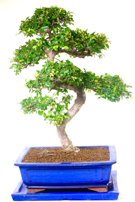 28 years of careful cultivation—this Chinese Elm bonsai’s character and refinement can’t be rushed. A true living heirloom!