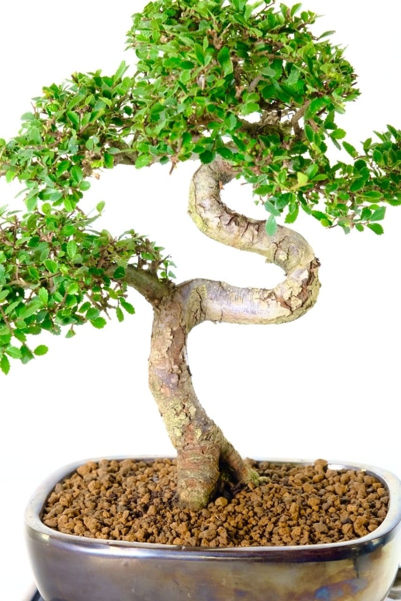 Delicately ramified foliage pads show the results of years of expert pruning—each branch intentionally placed to enhance silhouette, form, and balance.