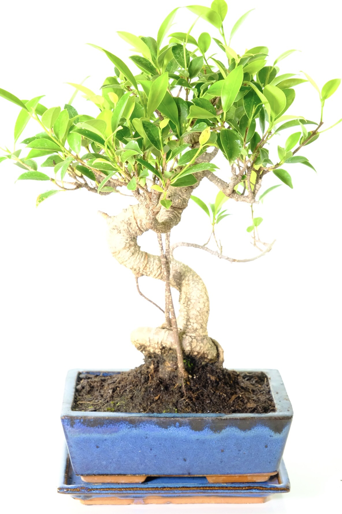 jade bonsai styles Jade Bonsai – Wayside Gardens main image 0