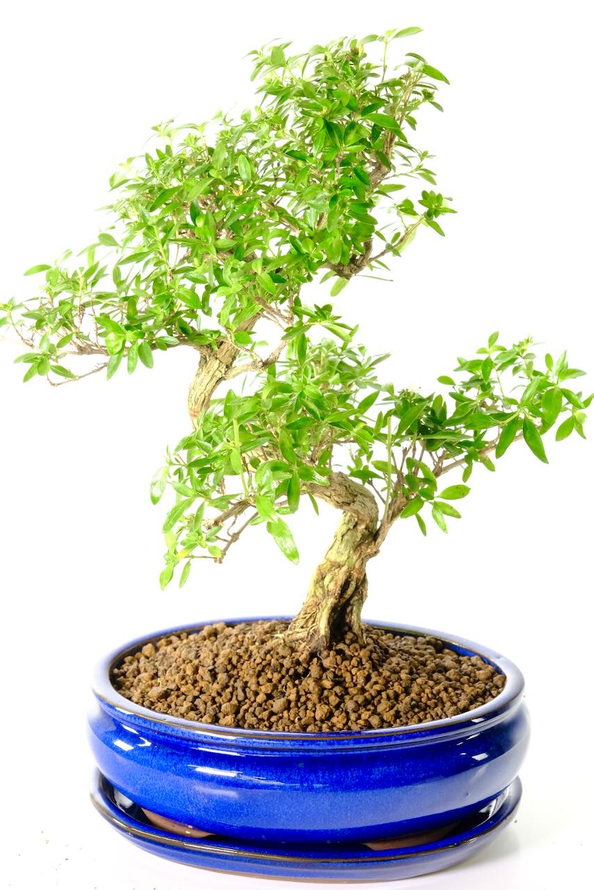 Artistic & Characteristic Flowering Serissa Foetida (Tree of a Thousand Stars) Bonsai Tree For Sale UK