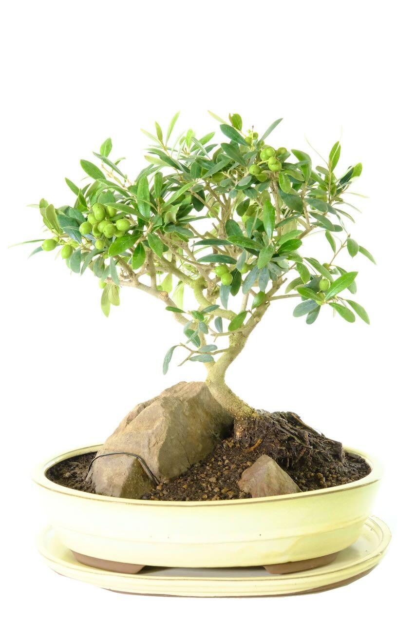 Olive bonsai plant with Uncluttered Design & Silvery Leaves