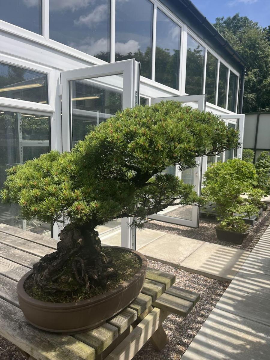 White Pine