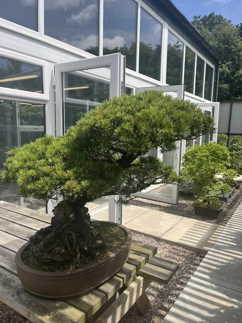 The Most Expensive Bonsai Tree  How You Can Grow Your Own