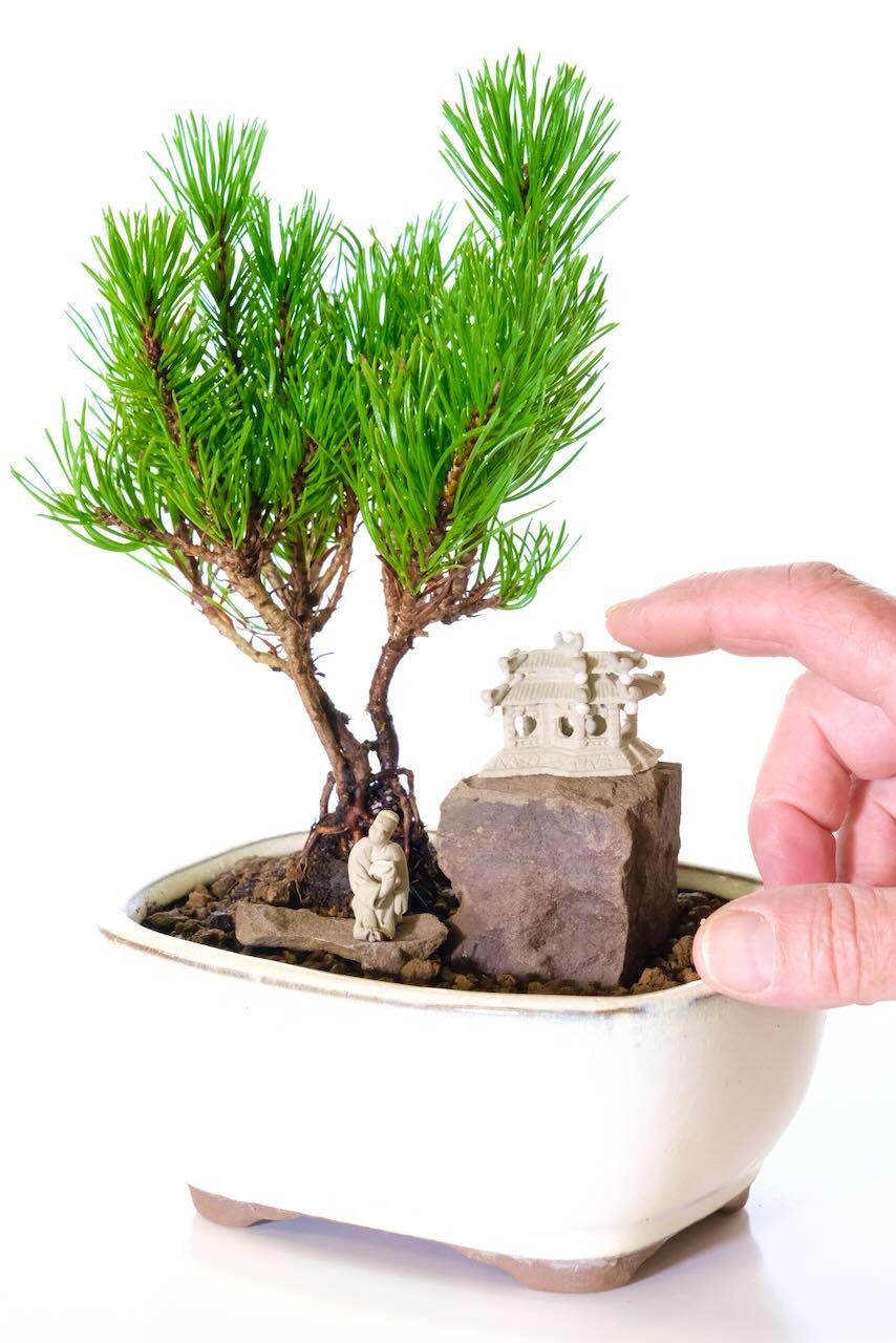 Magnificent Hardy Evergreen Mountain Pine Bonsai - Small yet Commanding