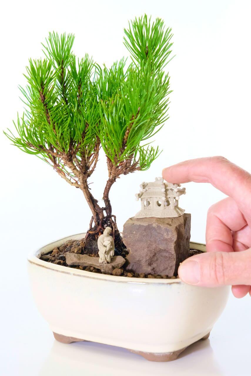 Sensational Dwarf Hardy Evergreen Mountain Pine Bonsai – Pinus Mugo