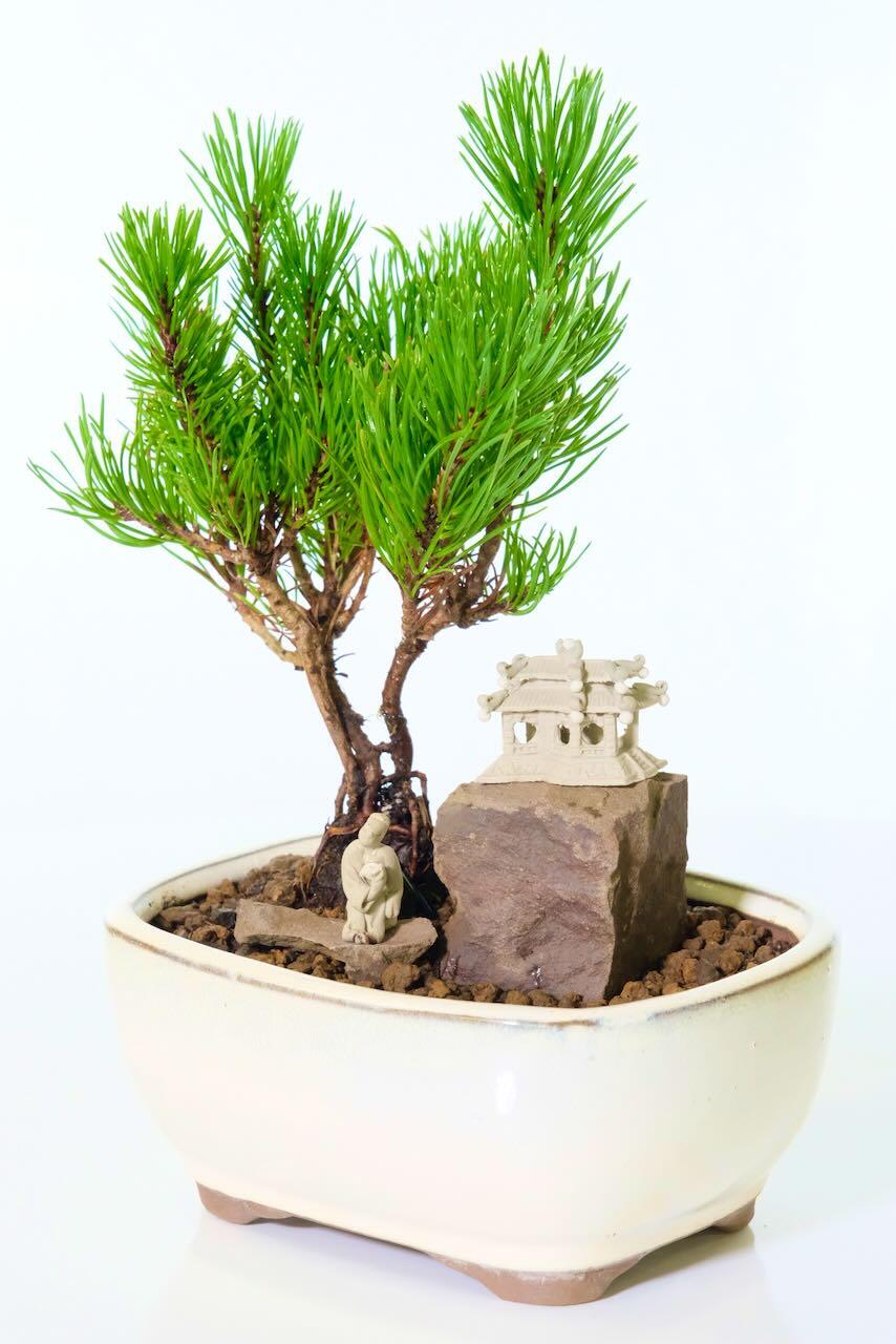 FREE fast bonsai tree delivery available