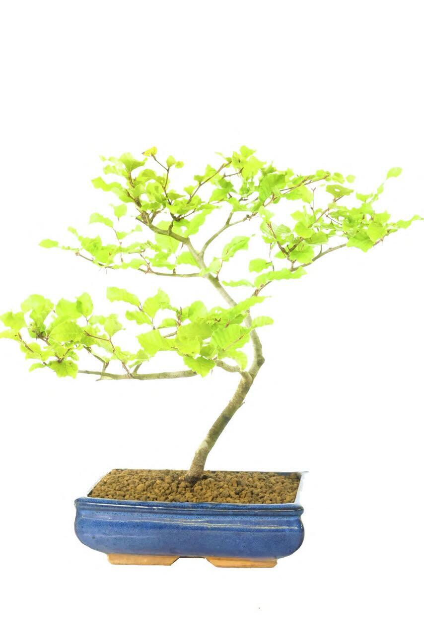 Large Elegant Beginners Beech Hardy Bonsai Tree | 14 years old - Weathered Appearance