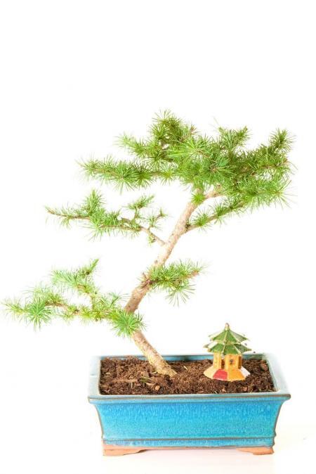 Larch Bonsai Tree In Sea Blue Pot - Perfect for Styling & Wiring